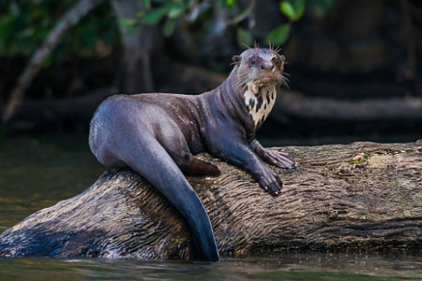 Lontra gigante