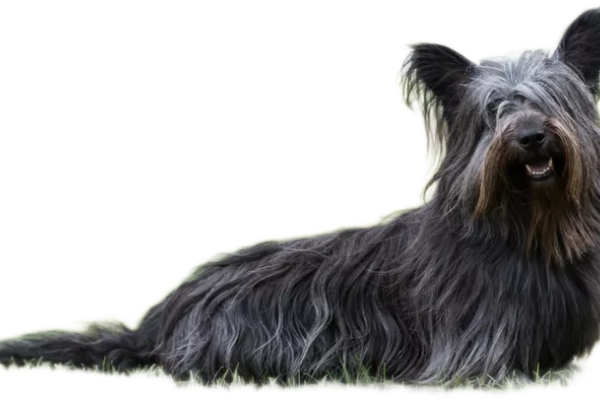 Skye Terrier