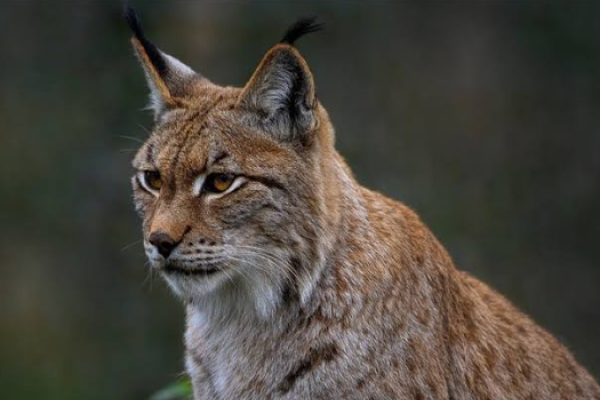 Lince eurasiatica