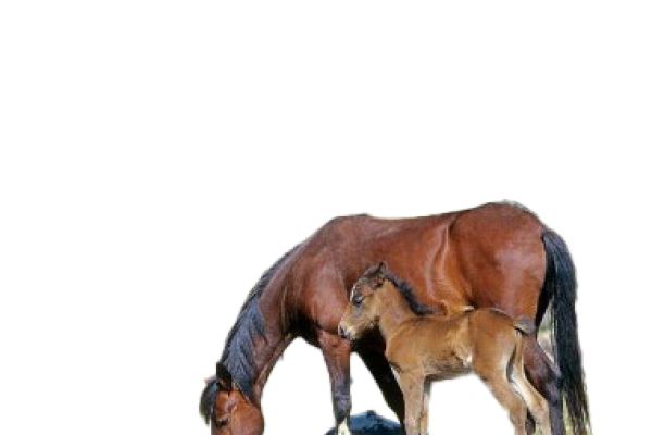 Cavallo anglo arabo sardo
