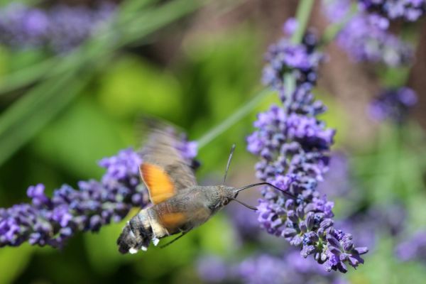 Immagine di una sfinge colibrì