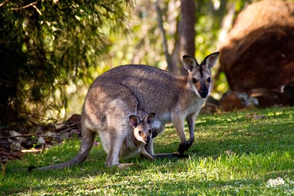 Wallaby