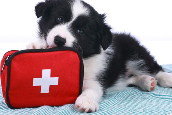 Pronto soccorso cani