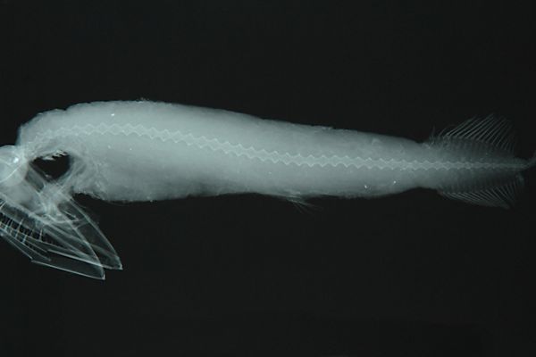 Pesce mandibola