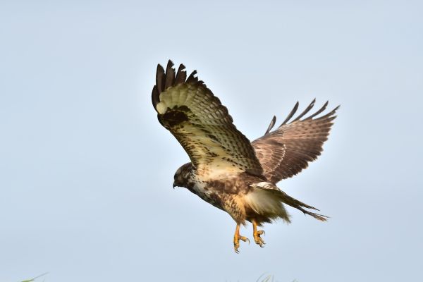 Poiana calzata