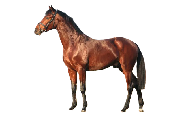 Cavallo Bulgaro Orientale