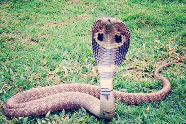 Cobra
