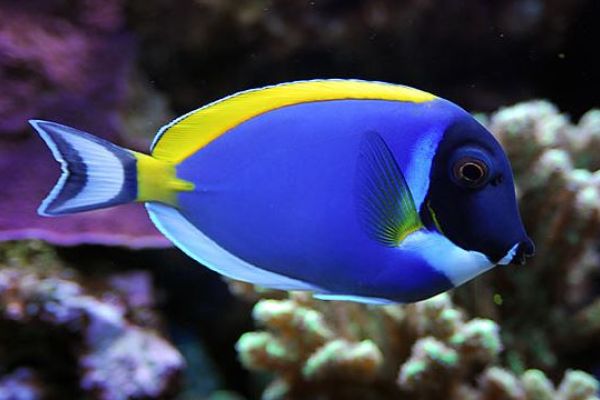 Pesce chirurgo