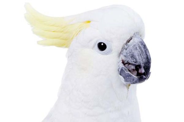 Cacatua dal ciuffo giallo