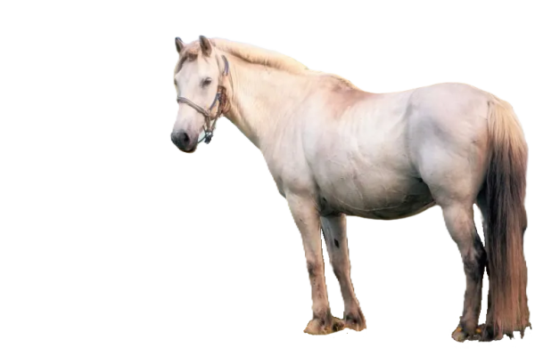 Pony cinese