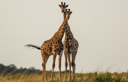 L'accoppiamento delle giraffe