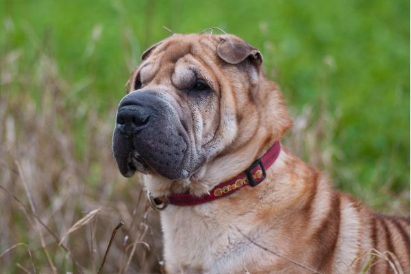 Shar Pei