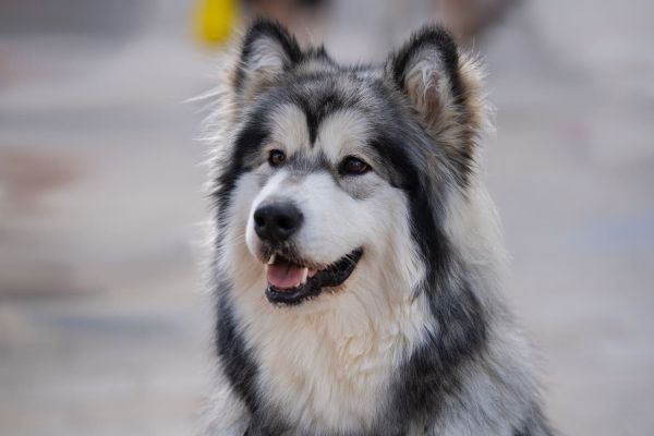 Alaskan Malamute