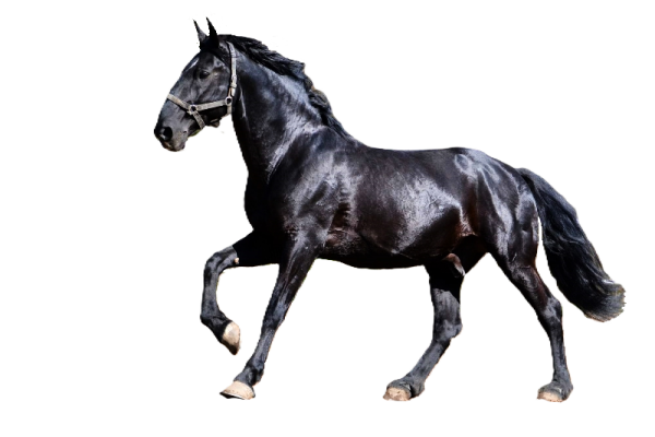 Cavallo Kladruber