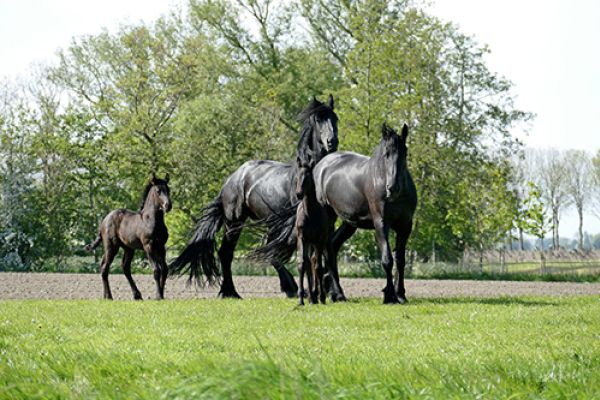 Cavallo Frisone