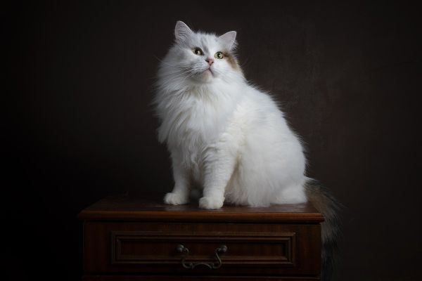 Gatto siberiano