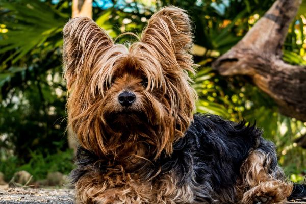 Yorkshire Terrier