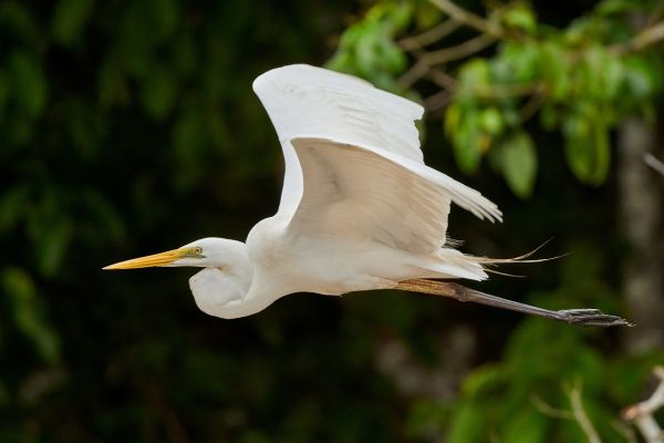 Airone