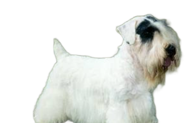 Sealyham Terrier