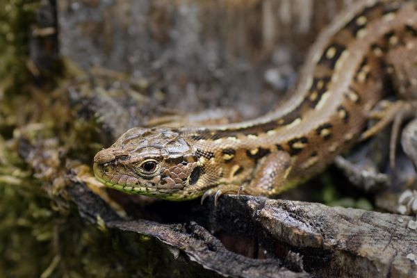 Lucertola vivipara
