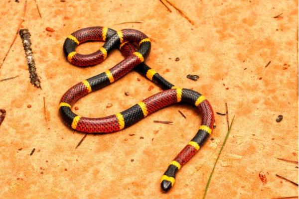 Serpente corallo