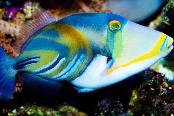 Pesce balestra
