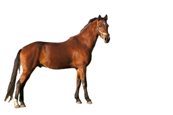 Cavallo Jomud