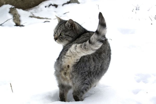 Sterilizzazione: pro e contro di una scelta (gatti)