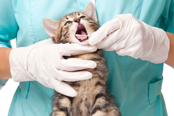 Parassiti esterni nel gatto