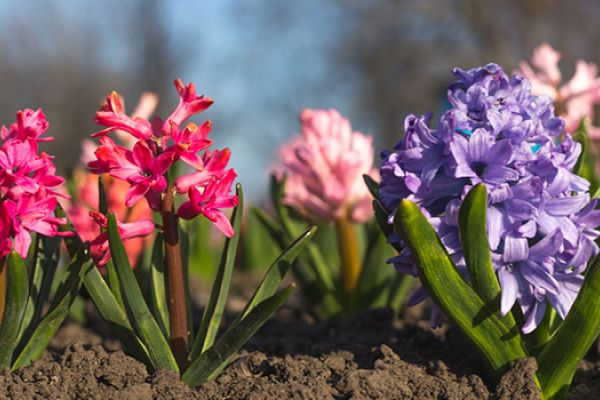 Avvelenamento cane per piante ornamentali