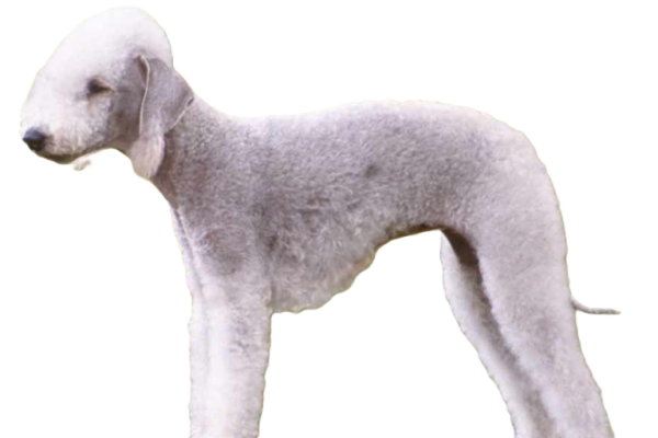 Bedlington Terrier