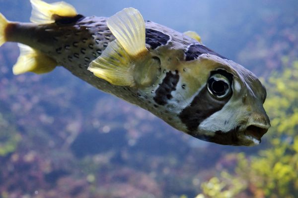 Pesce palla