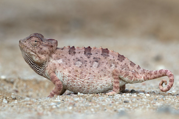 Camaleonte di Namaqua