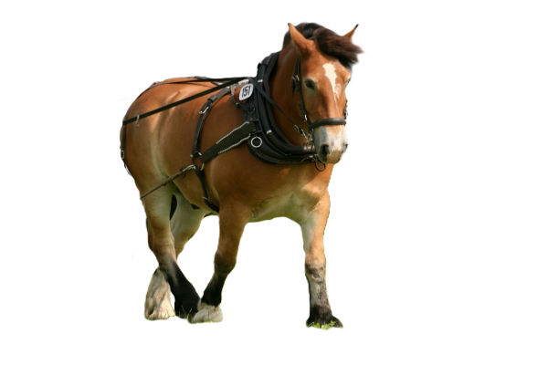 Cavallo Russo da tiro pesante
