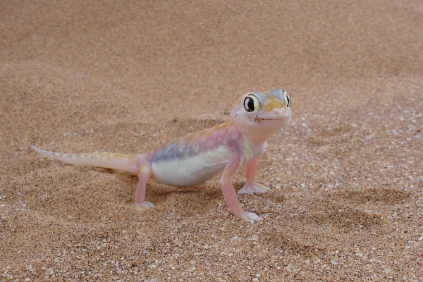 Geco palmato