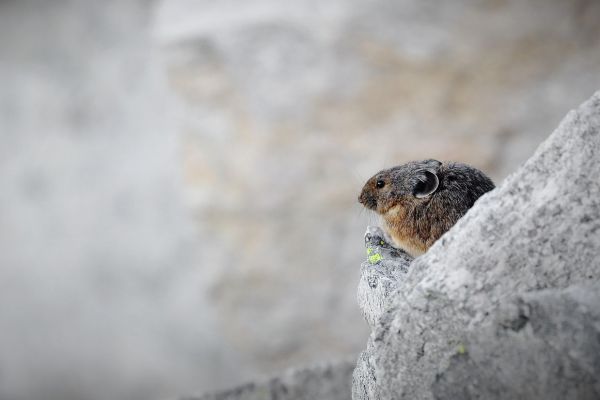 Pika