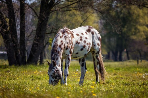 Appalosa cavallo