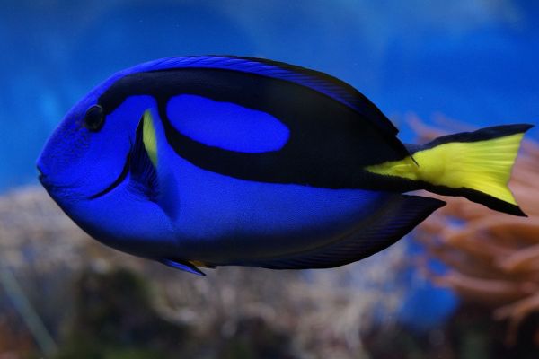 Pesce chirurgo