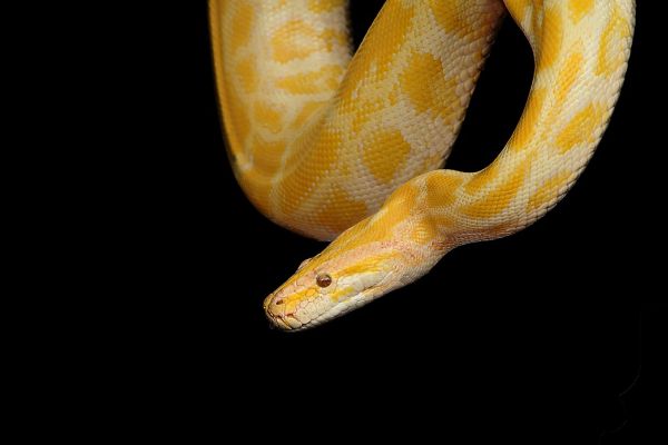 Pitone reale albino