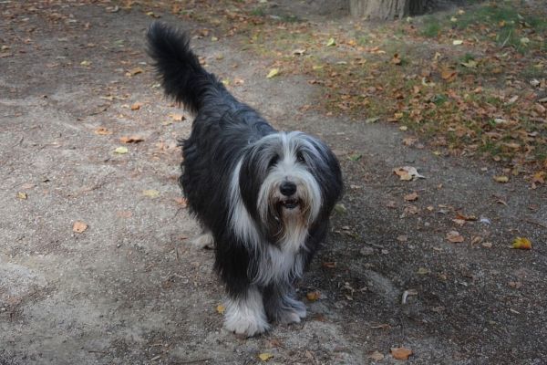 Bobtail