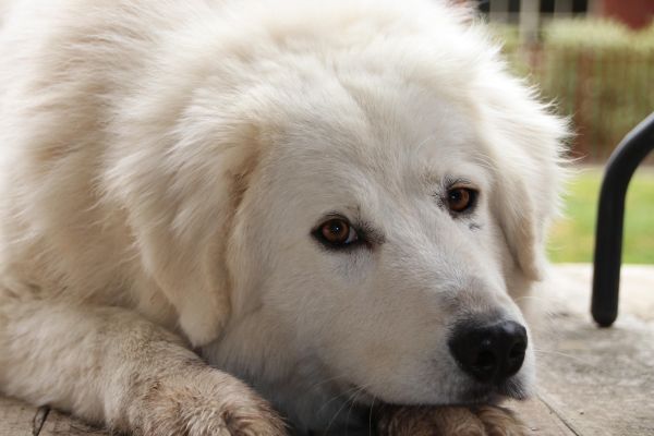 Cane da Pastore Maremmano Abruzzese