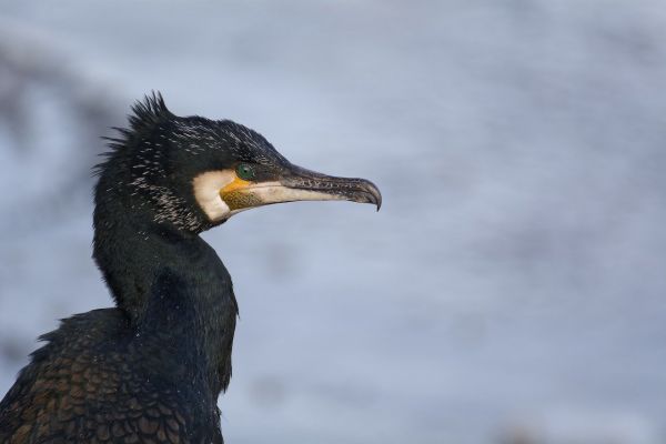 Cormorano