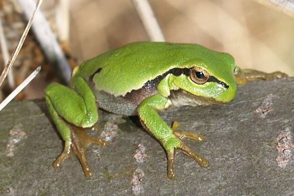 Raganella