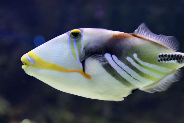 Pesce balestra