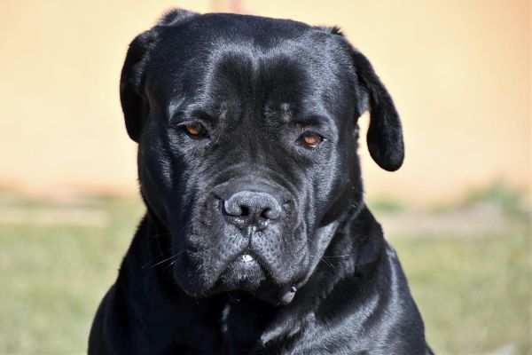 Cane Corso