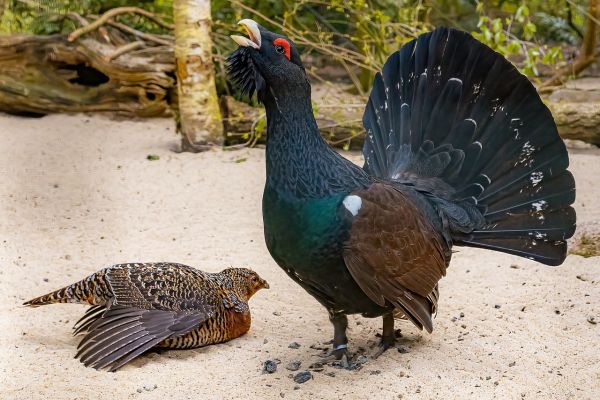 Gallo cedrone