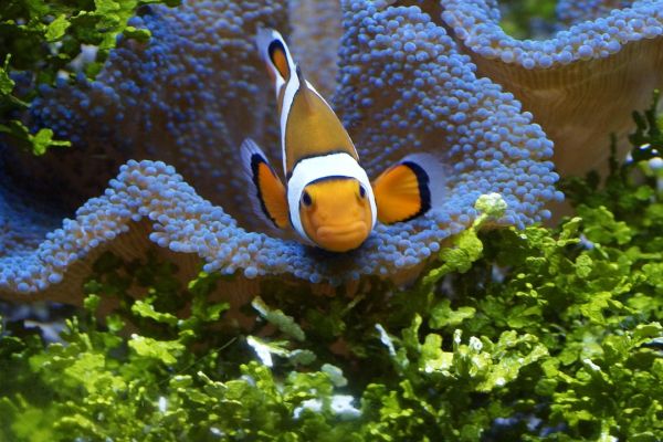 Pesce pagliaccio