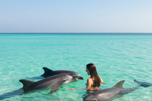 Lavorare con i delfini