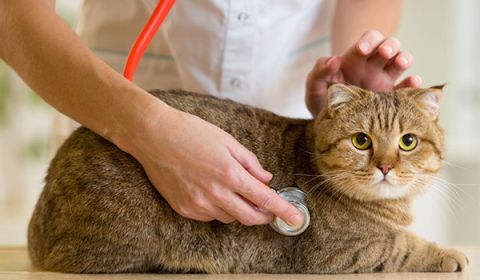 L'epilessia nei gatti: diagnosi e terapia
