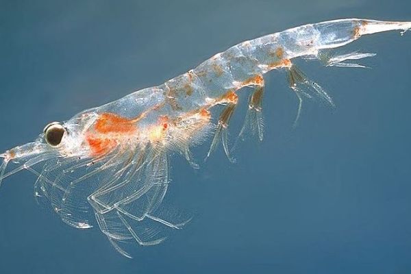 Krill